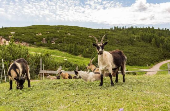 urlaub-im-eisacktal-barbian (9)